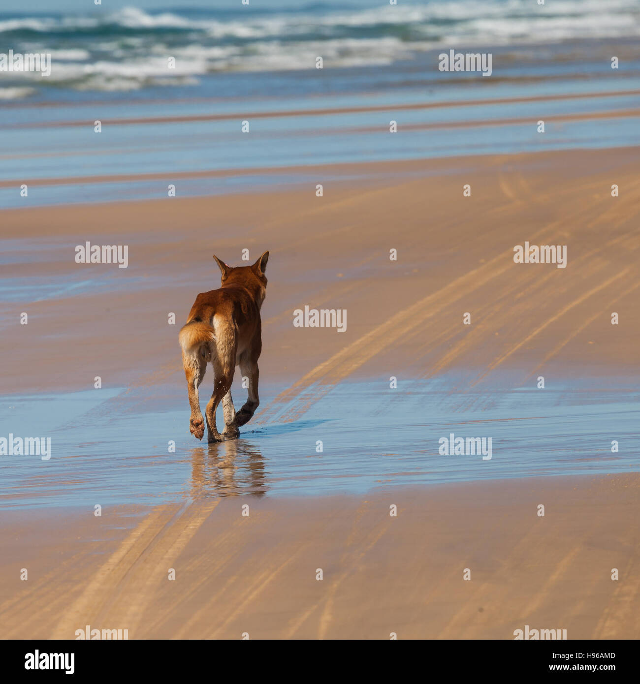 dingo is a wild dog found in Australia. endangered Stock Photo