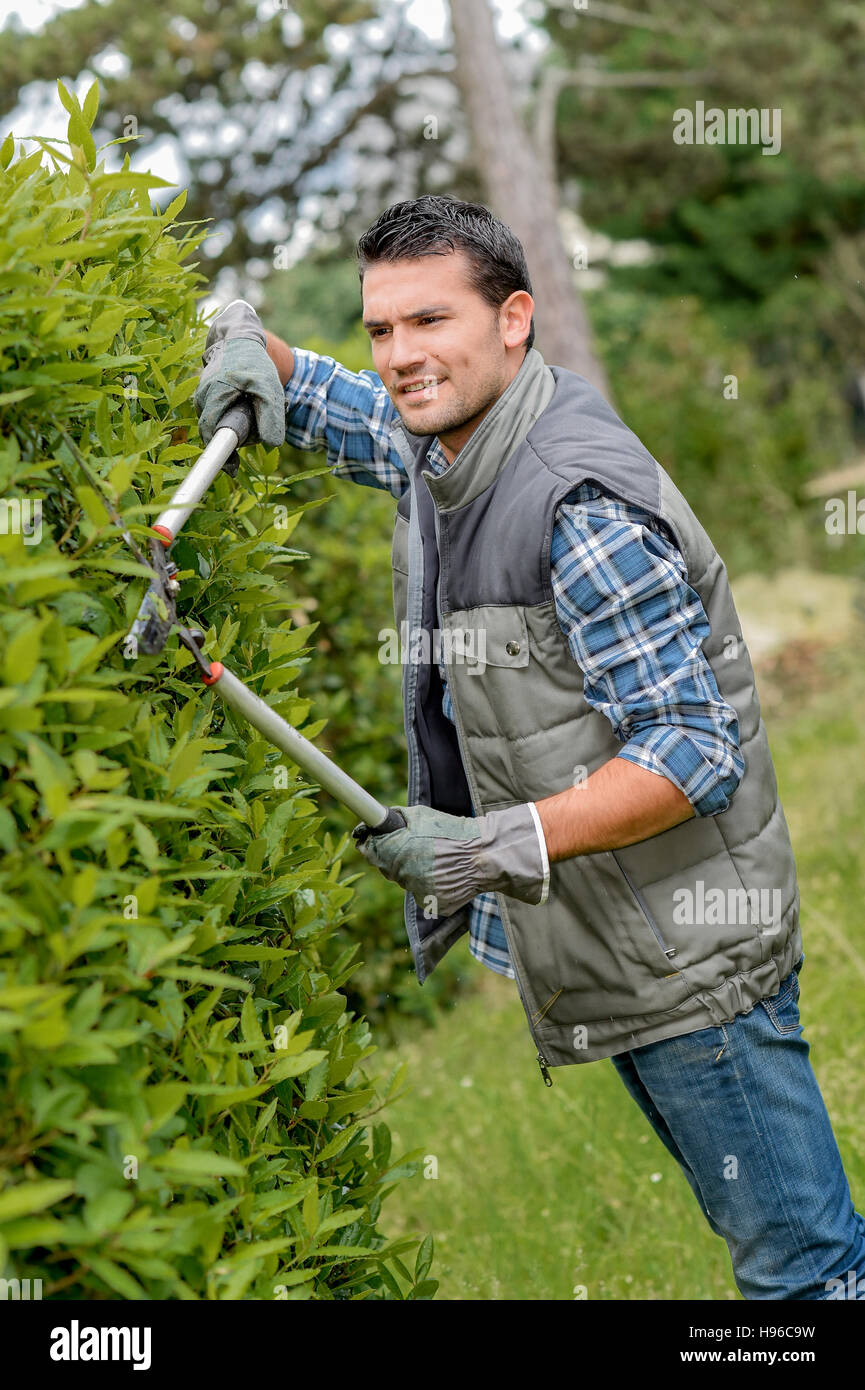 Man trimming bush with shears Stock Photo - Alamy