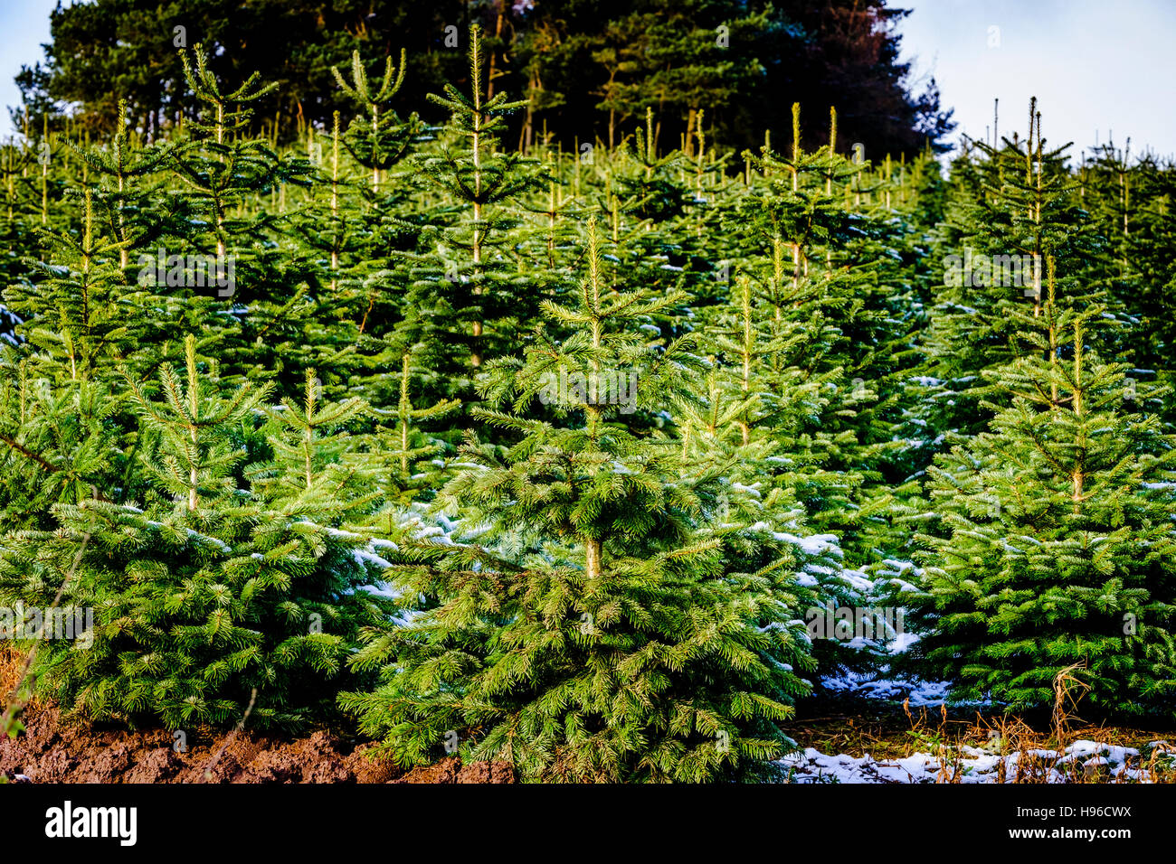 Christmas tree farm in south hires stock photography and images Alamy