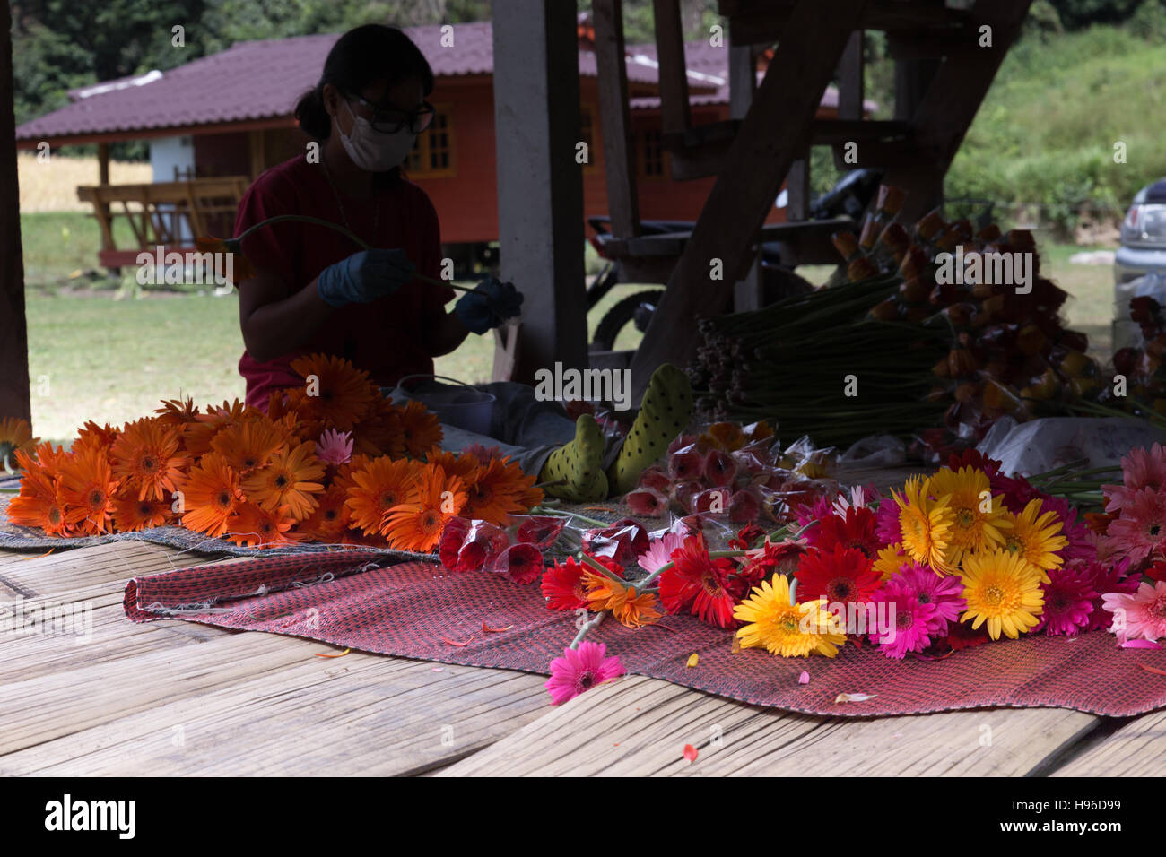 Chiang Mai, Thailand - November 4, 2016: woman arranging and tendering flowers for sale in Baan Mae Klang Luang in Chiang Mai, Thailand on November 4, Stock Photo