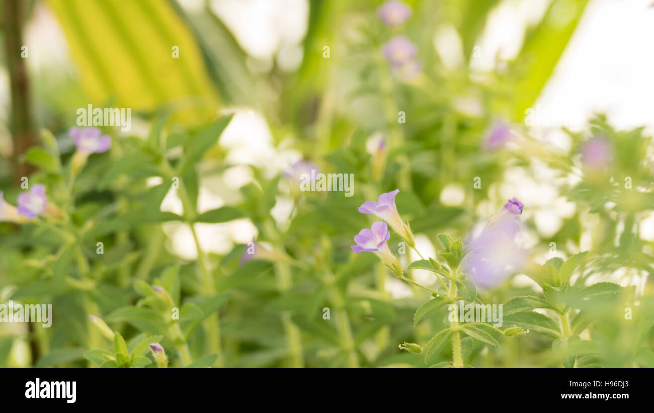 blooming purple flower in garden Stock Photo - Alamy