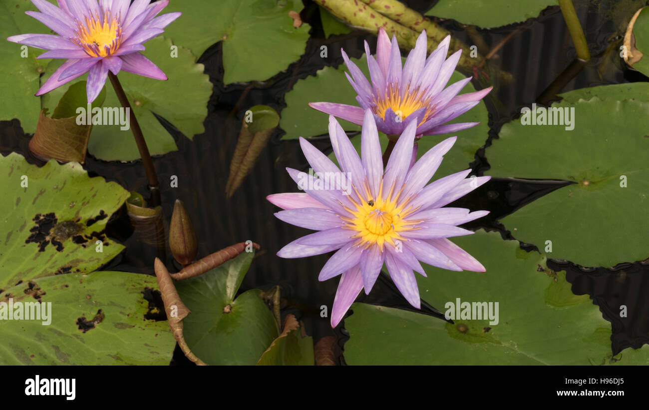 blooming purple water lily lotus flower in pond Stock Photo - Alamy