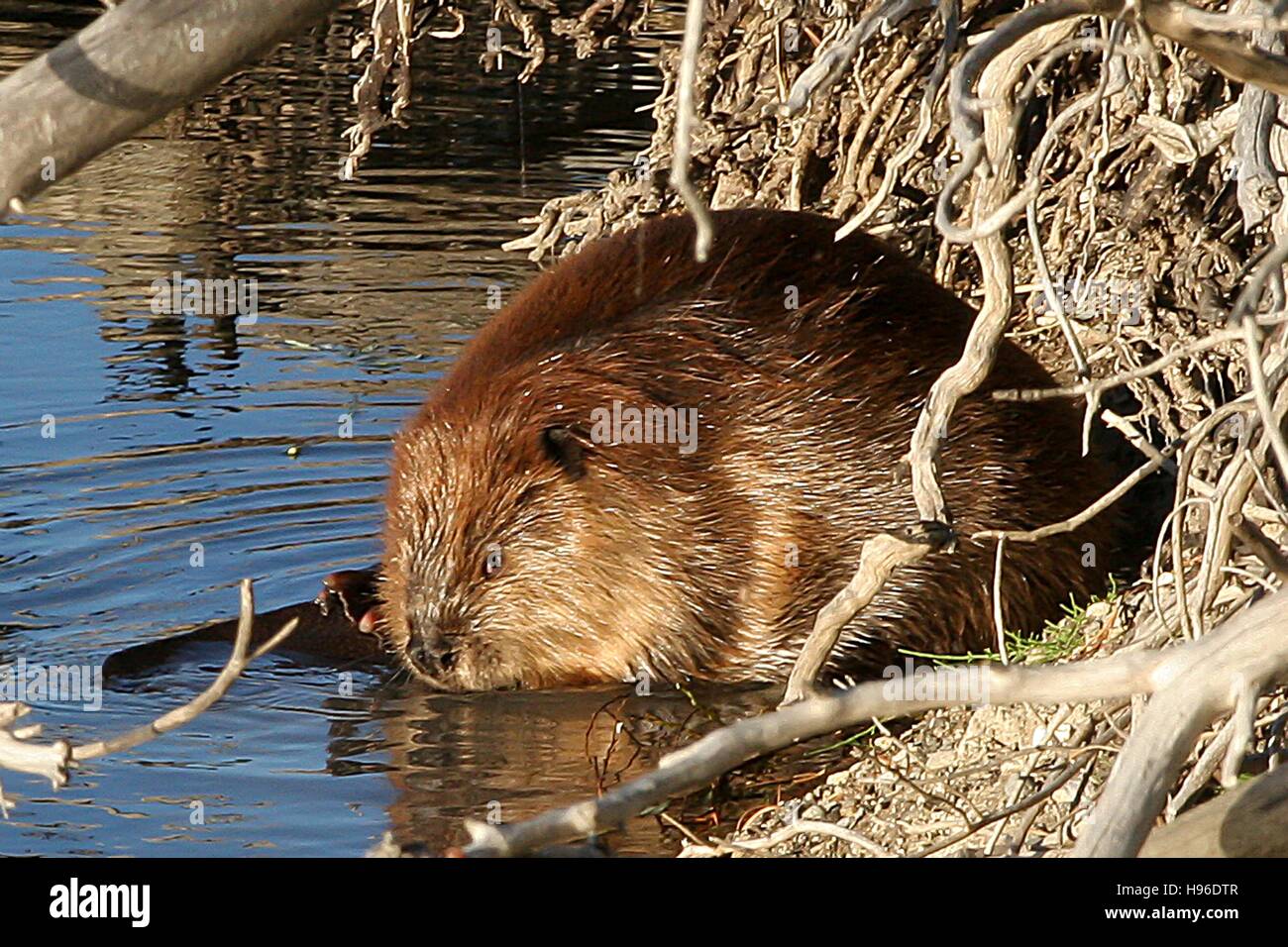 A beaver burrows near the shoreline of a creek in the Yellowstone National Park August 29, 2007 in Wyoming. Stock Photo