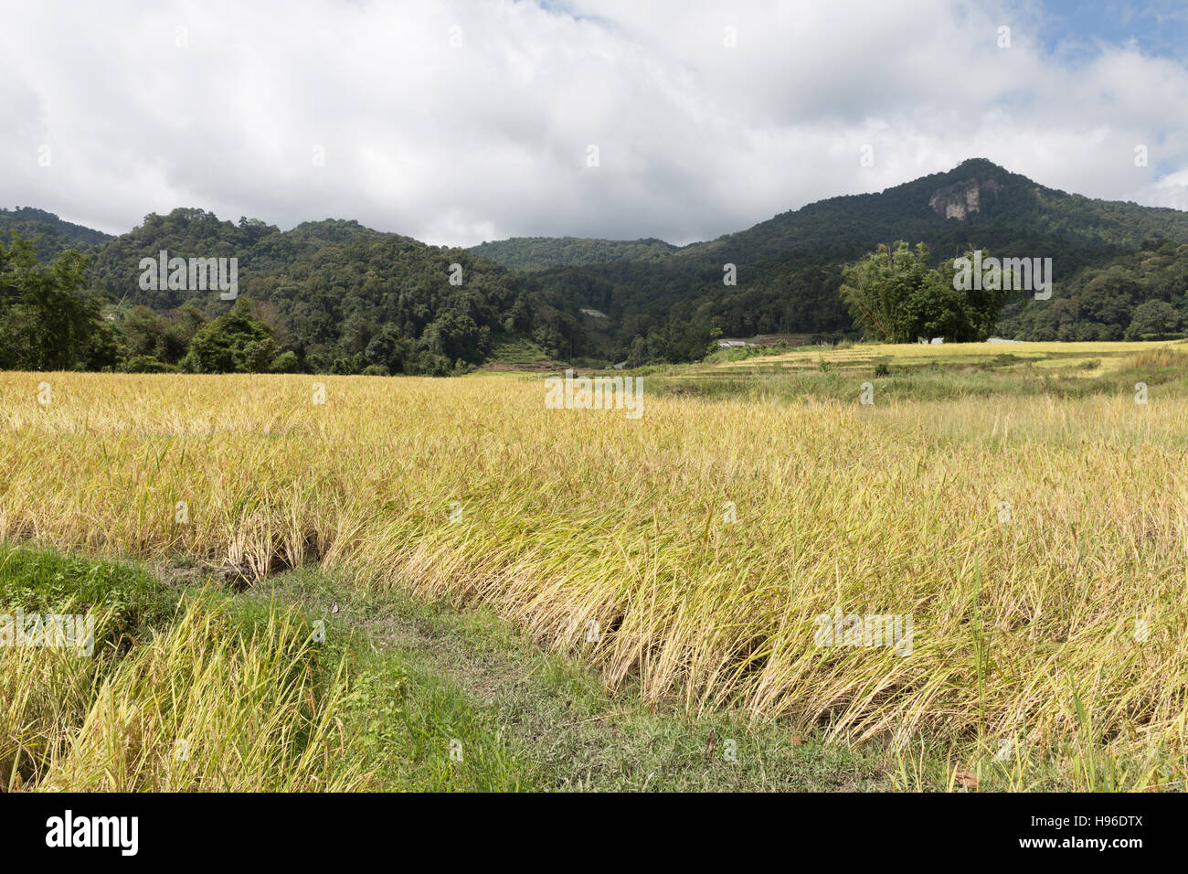yellow rice paddy field with mountain view in rural thailand Stock Photo
