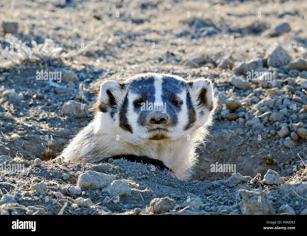 An American badger burrows in the dirt November 6, 2016 in the Great Plains. Stock Photo