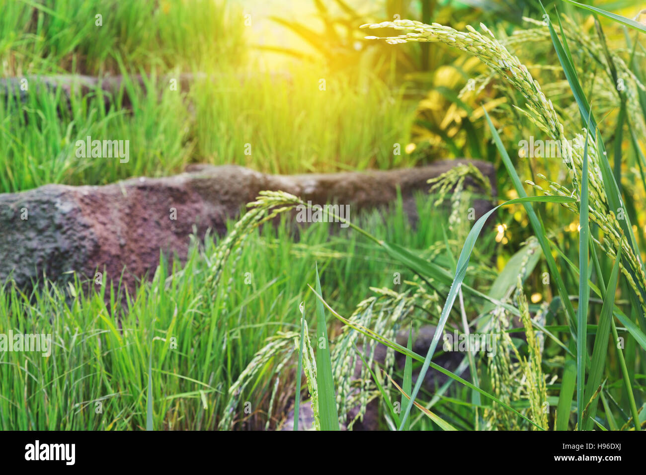 green terraced rice paddy field, rice plantation Stock Photo