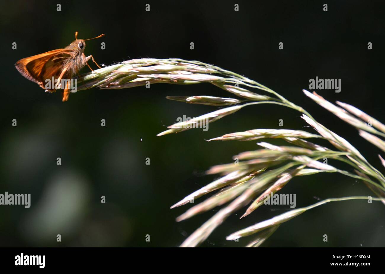 A moth pollinator butterfly feeds on the end of a wheat crop at the Two Ponds National Wildlife Refuge July 7, 2016 in Arvada, Colorado. Stock Photo