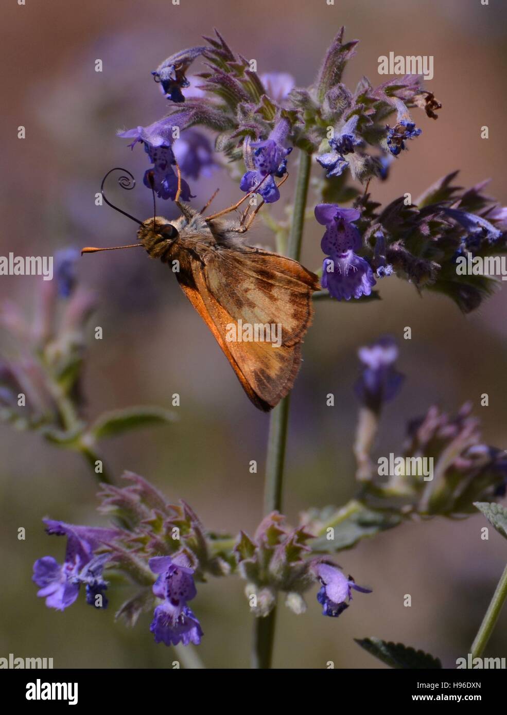 A moth pollinator butterfly feeds on the nectar of a purple flower bloom at the Two Ponds National Wildlife Refuge July 14, 2016 in Arvada, Colorado. Stock Photo