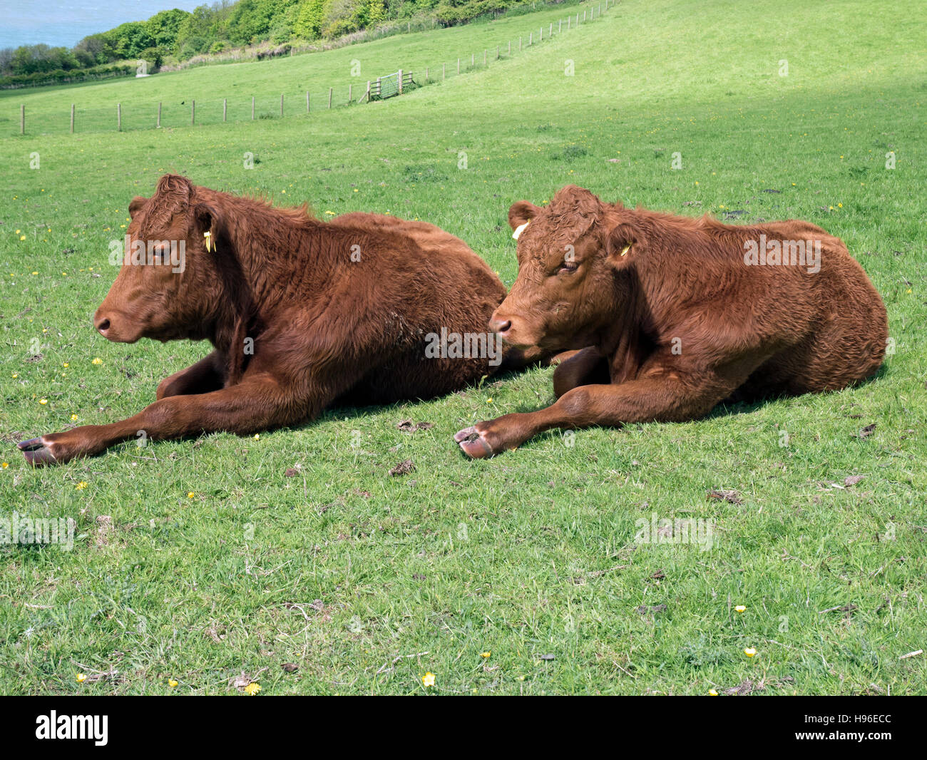 Devon Red Ruby cattle, in synchronised lying position Stock Photo - Alamy