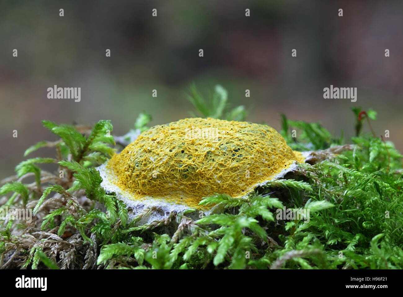 Dog vomit slime mold or mould,  Fuligo septica Stock Photo