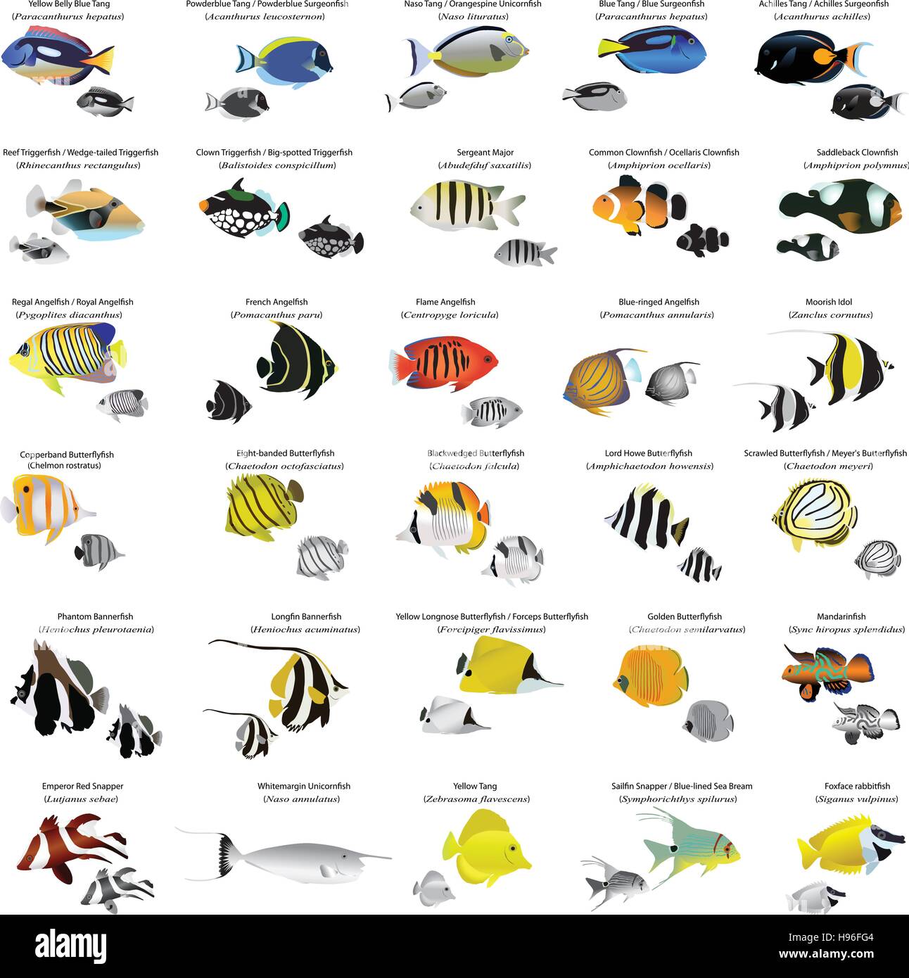 Collection of different species of marine fish: butterflyfish, angelfish, surgeonfish, triggerfish, clownfish, mandarinfish, unicornfish, others Stock Vector