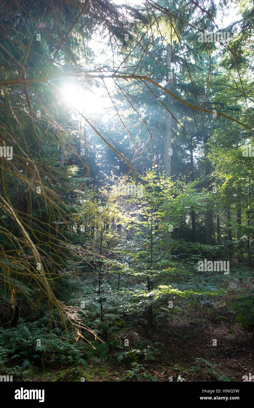Shady woodland with sunlight streaming through. Stock Photo