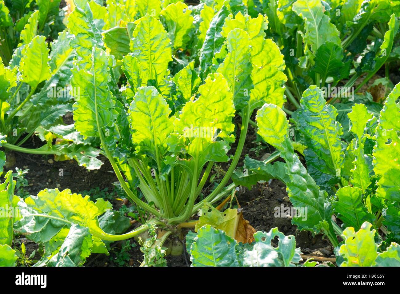Sugar Beet; Beta vulgaris; foliage; Norfolk; England; November Stock Photo