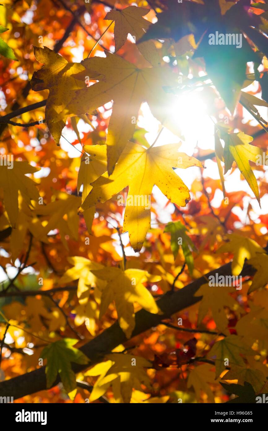 Acer leaves turning colour in Autumn. Stock Photo