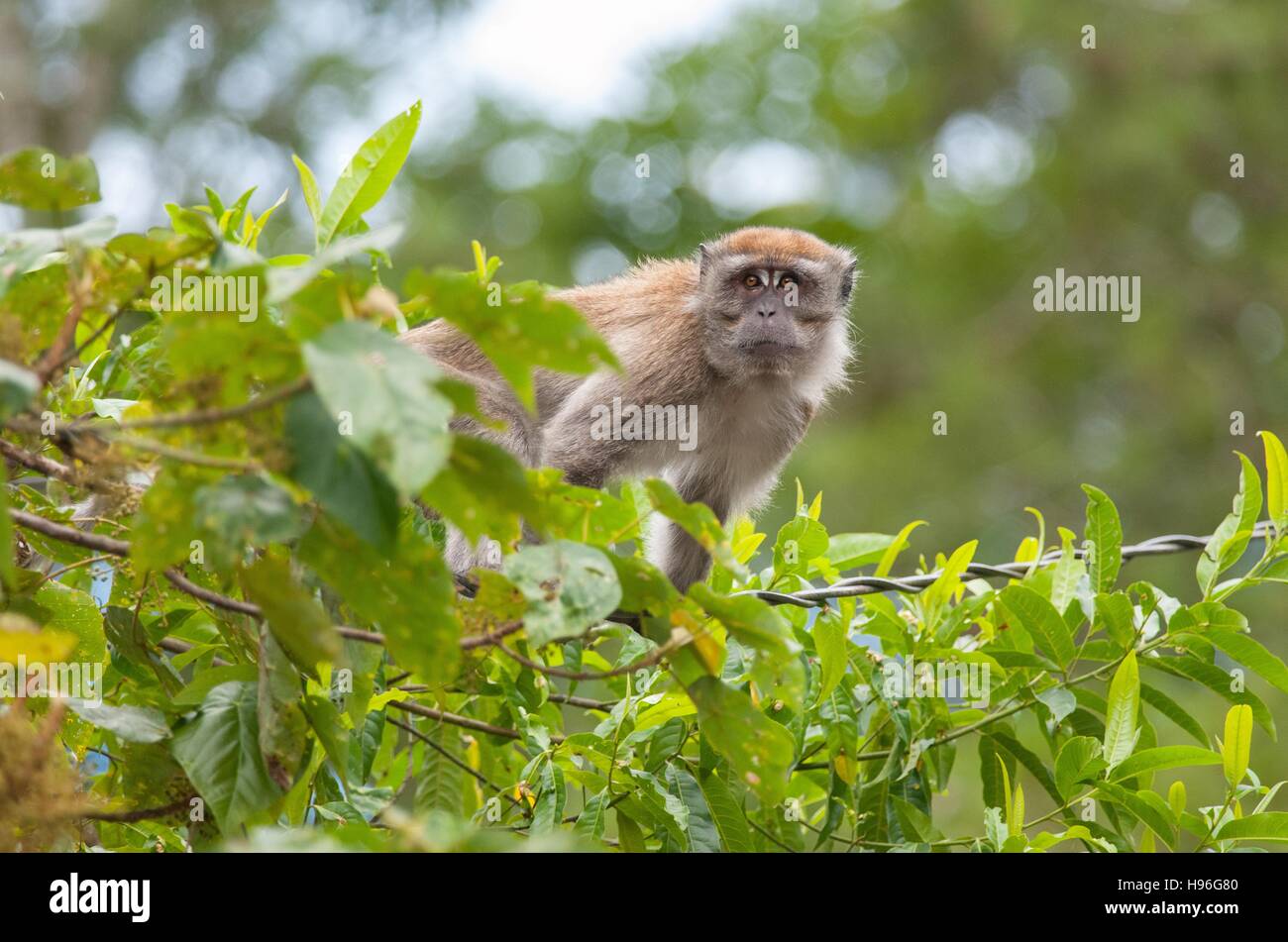 A single long-tailed (crab-eating) macaque - Macaca fascicularis - watching from trees at the roadside in the hills of Malaysia Stock Photo