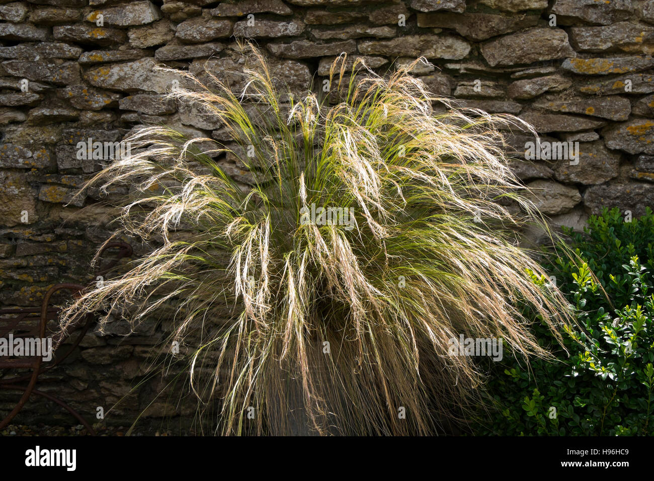 Grass in an aluminium pot in a Cotswold cottage garden, Gloucestershire, England, UK Stock Photo