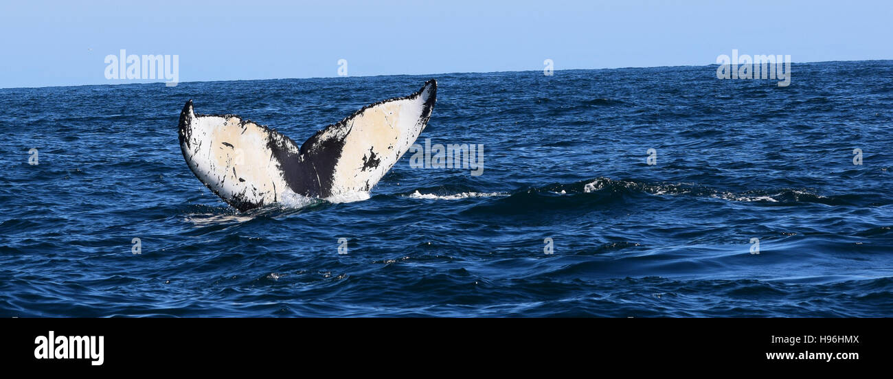 The humpback whale known as Quixote performs a tail fluke before diving. Stock Photo
