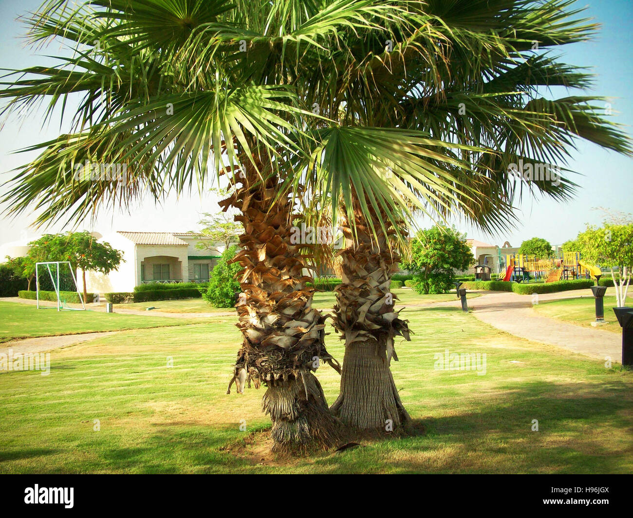 Two exotic palm trees on the lawn Stock Photo Alamy