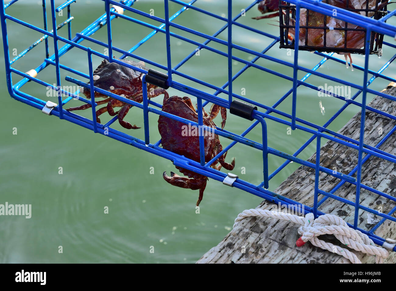 Crab trap hires stock photography and images Alamy