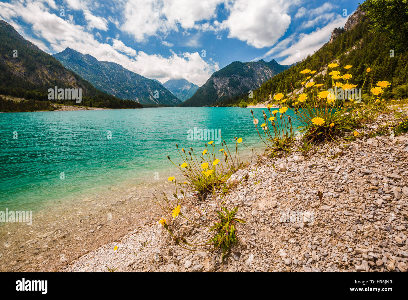 Wide view of lake Plansee with dandelions in front Stock Photo