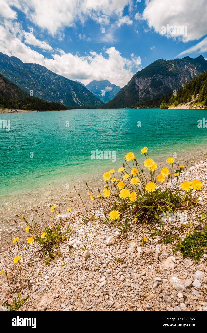 Vertical view of lake Plansee with dandelions in front Stock Photo