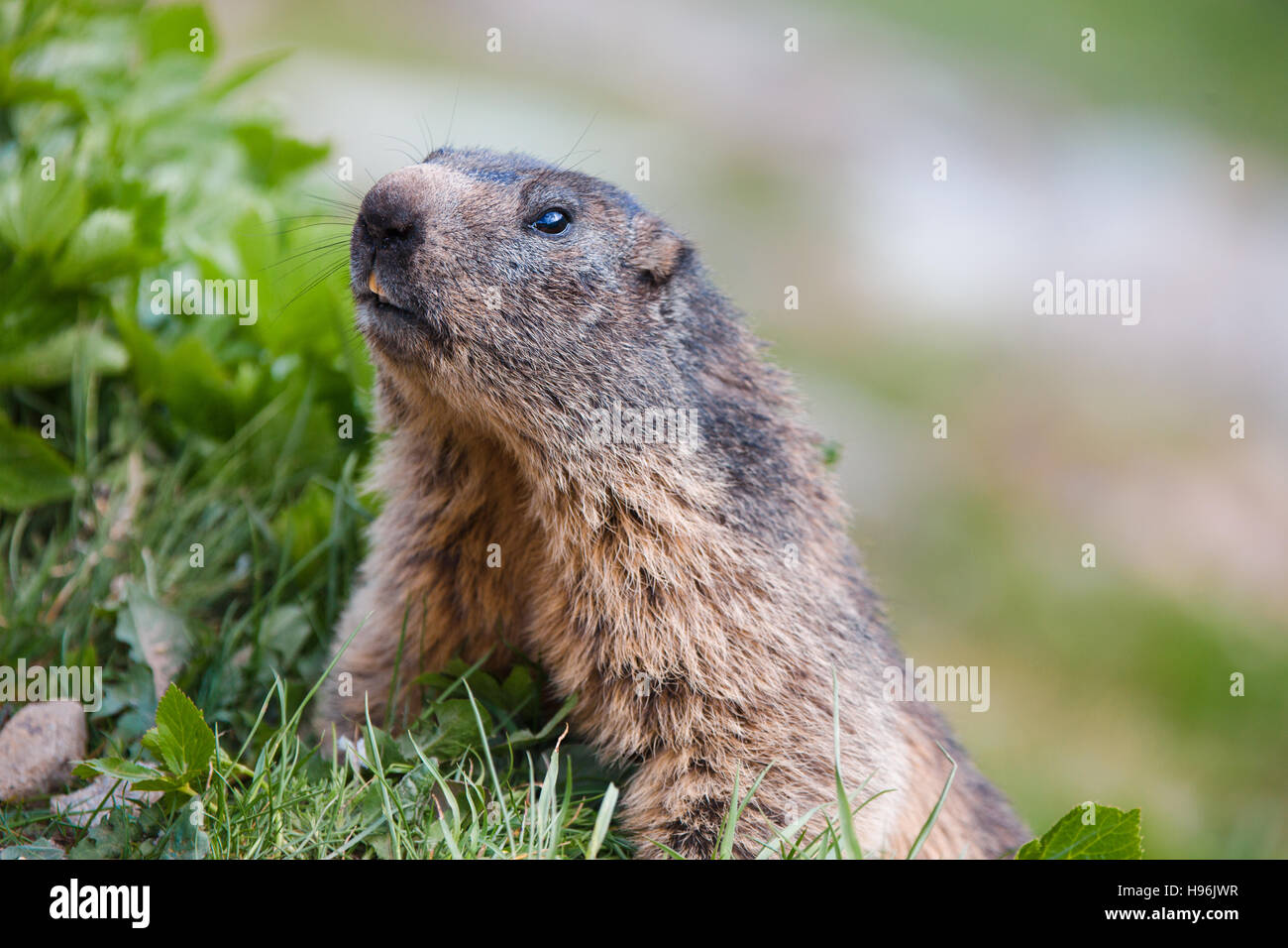 Detail of marmotte in grass, Switzerland Alps Stock Photo