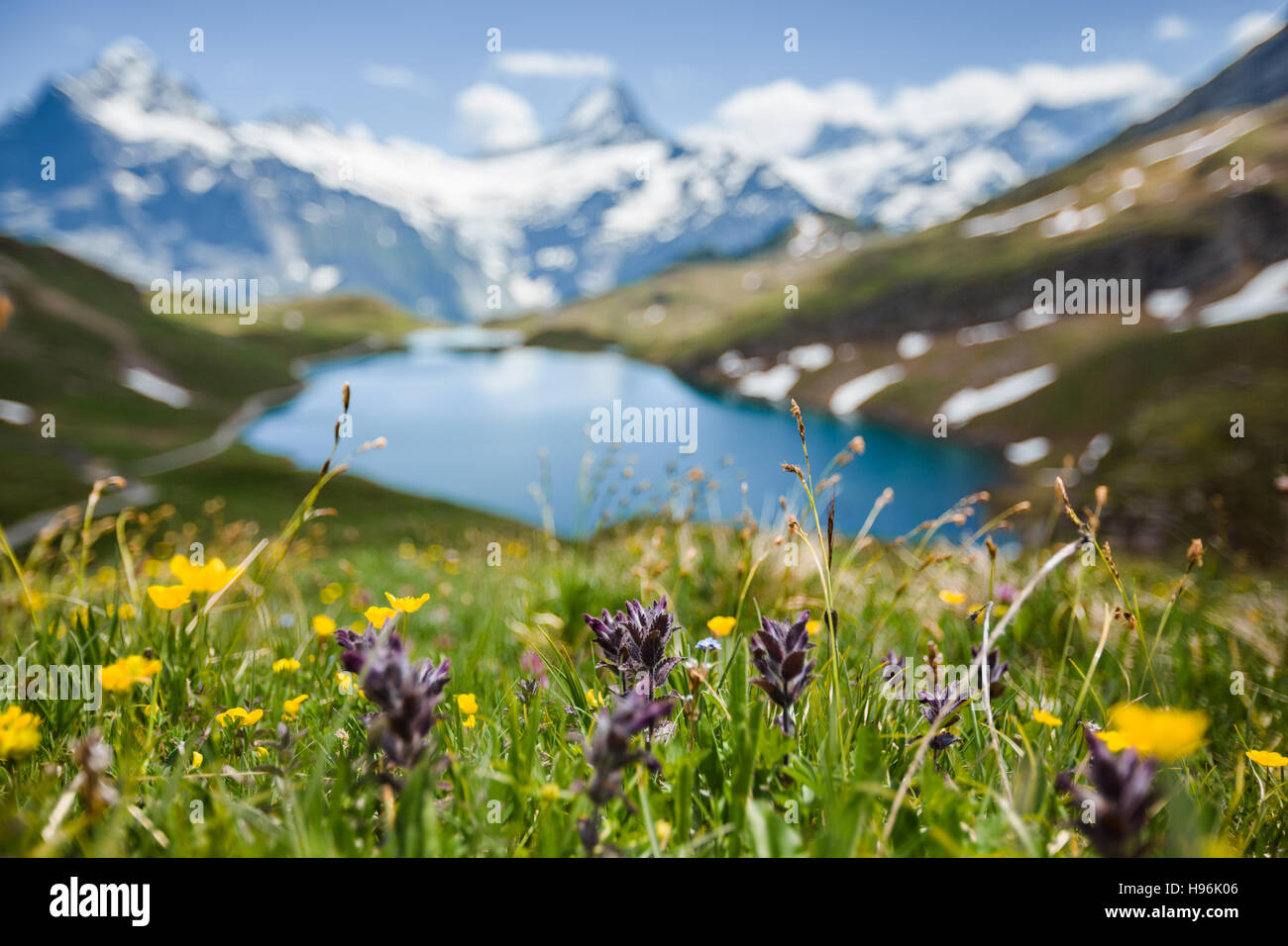 Flowers near Bachsee (sometimes Bachalpsee), Alps, Switzerland Stock Photo