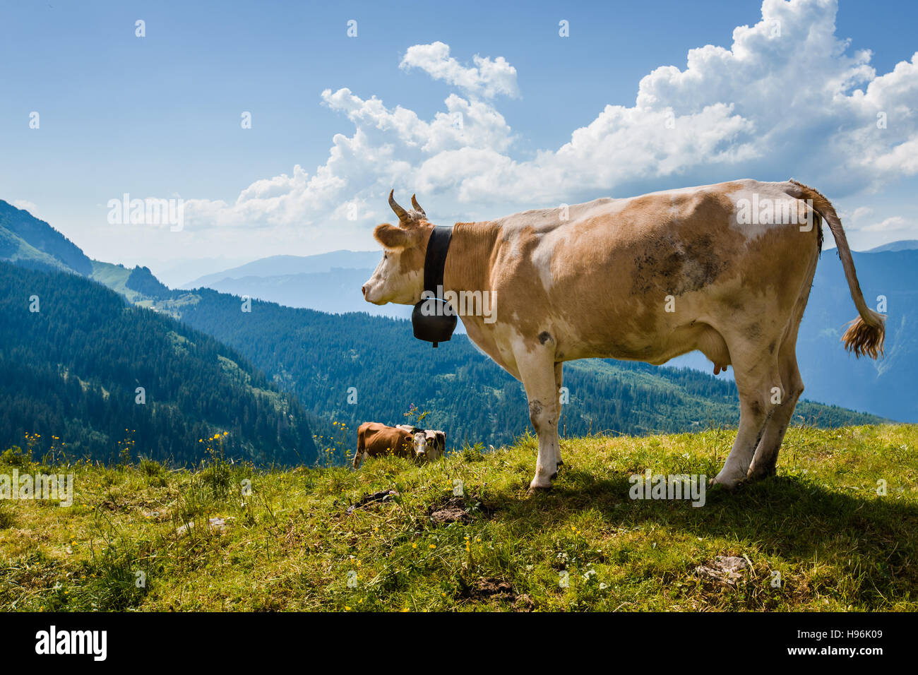 Cow overlooking the Alps in Switzerland near Bachsee Stock Photo