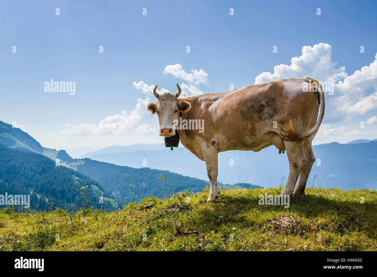 Cow looking at the camera in Swiss Alps near Bachsee (sometimes Bachalpsee) Stock Photo