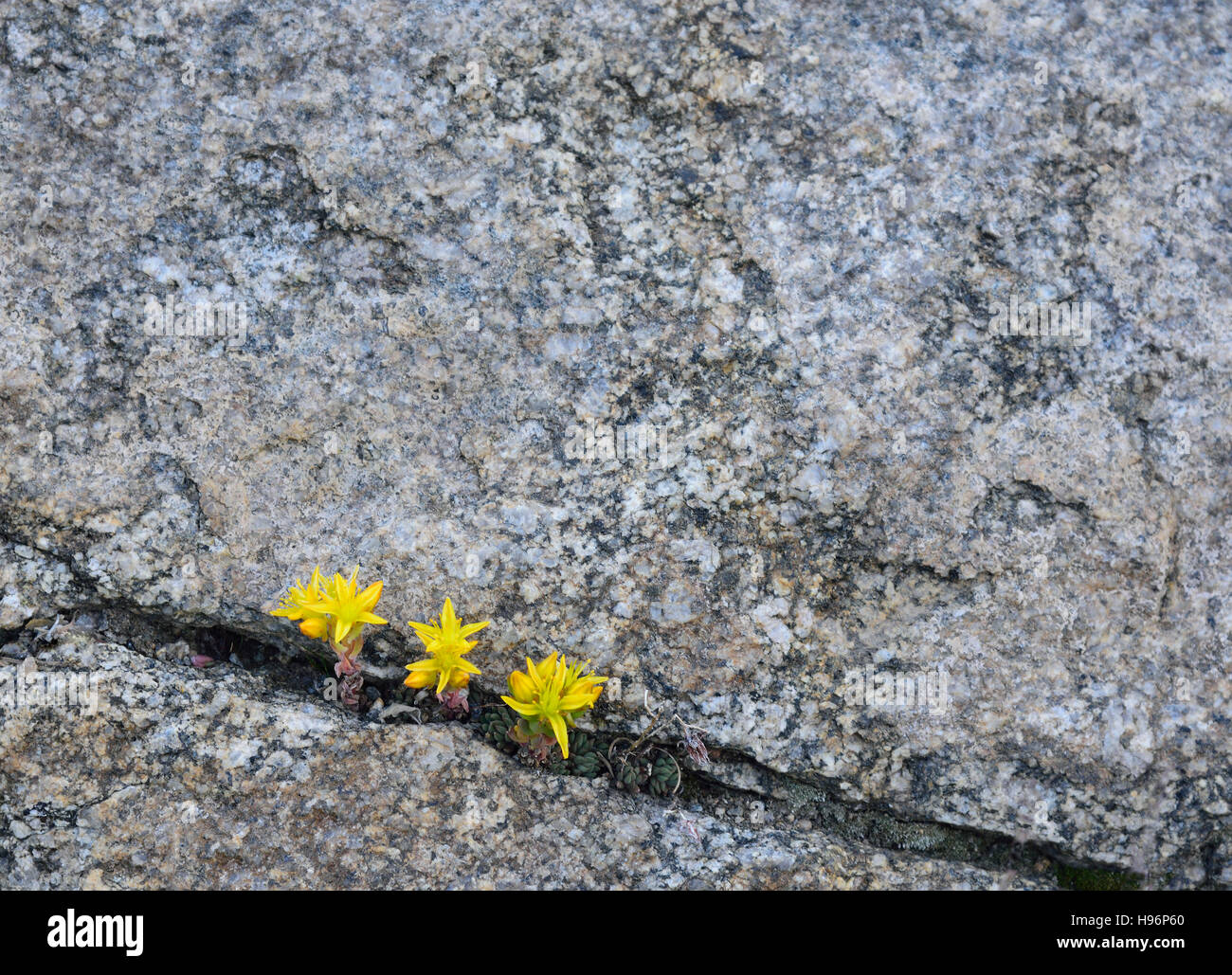Yellow wildflowers growing in rock crevice in Mount Goliath Natural