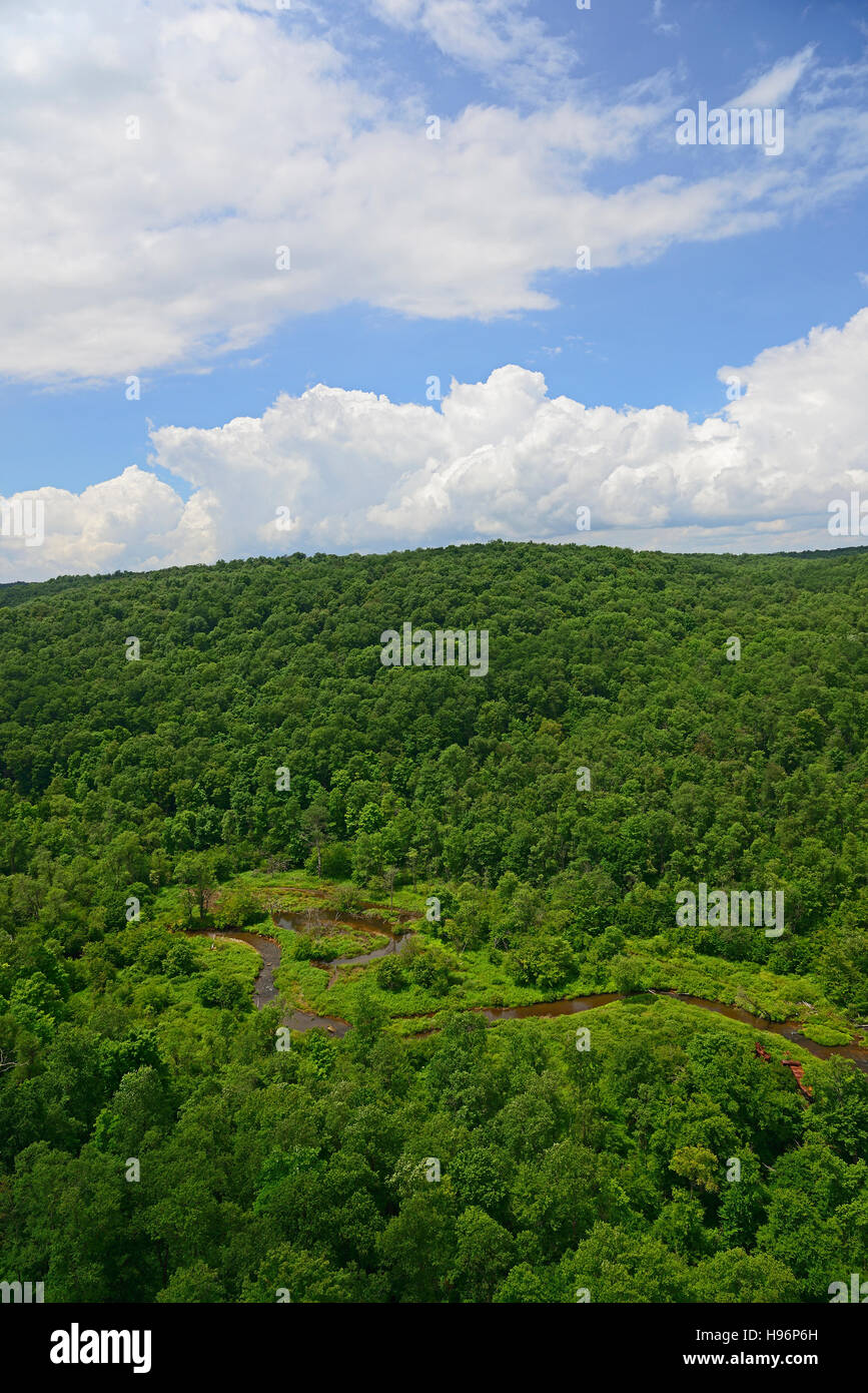 USA, Pennsylvania, Allegheny National Forest with narrow stream Stock