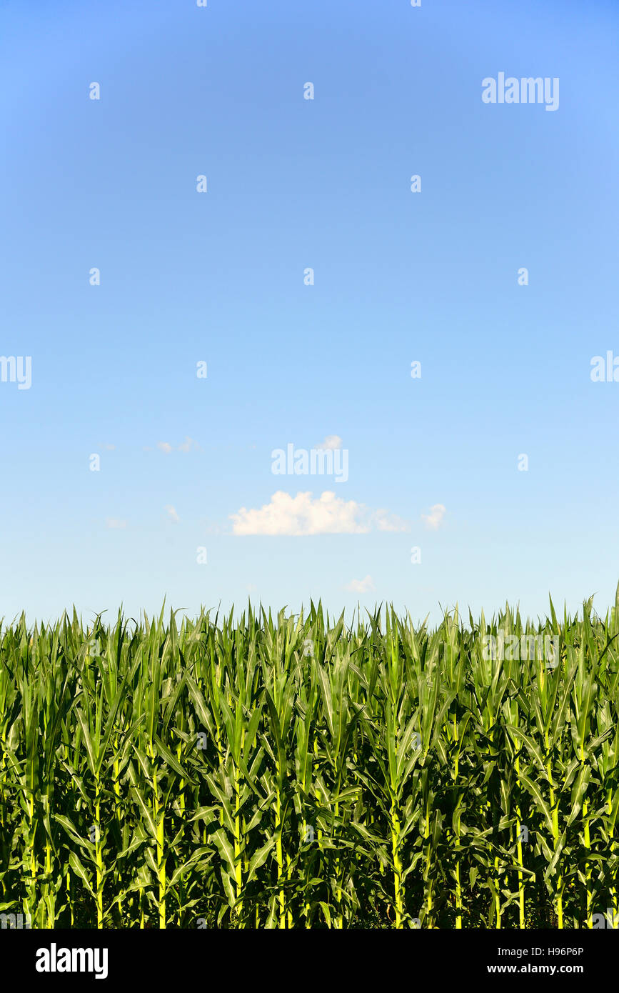 USA, Nebraska, Corn growing along Route 20 Stock Photo Alamy