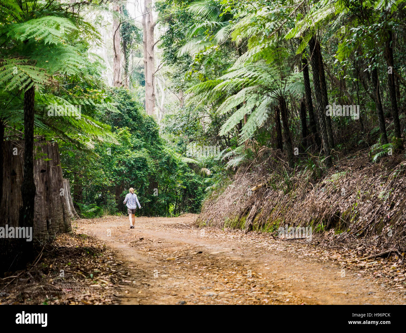 Australia, New South Wales, Port Macquarie, Mature woman walking along dirt road in forest Stock Photo