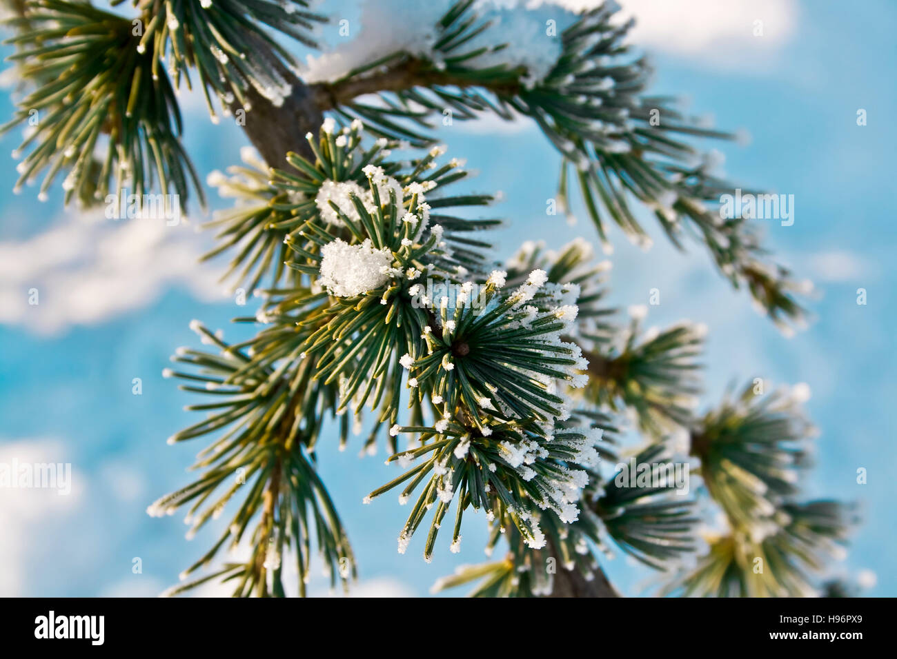 A frosted pine tree branch Stock Photo - Alamy