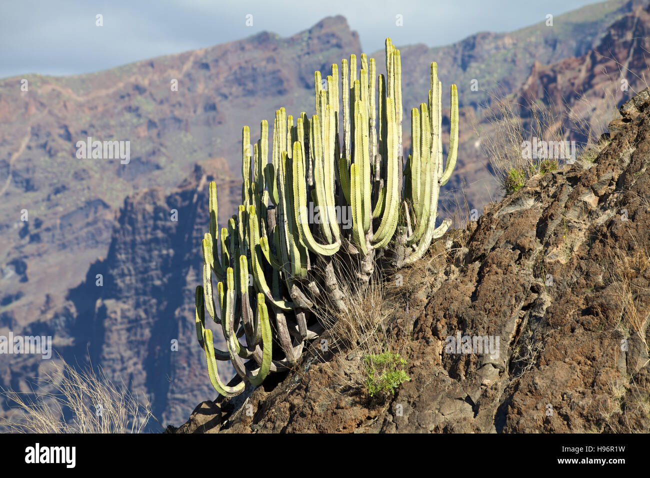 Spurge species (Euphorbiaceae) in front of Los Gigantes near Puerto de Santiago, Tenerife, Spain, Europe Stock Photo