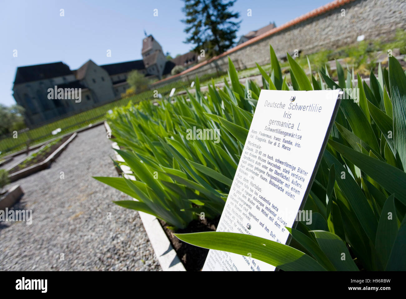 Iris (Iris) in a herbal garden, Cathedral of St. Maria and Markus, Mittelzell, Reichenau Island, Lake Constance Stock Photo