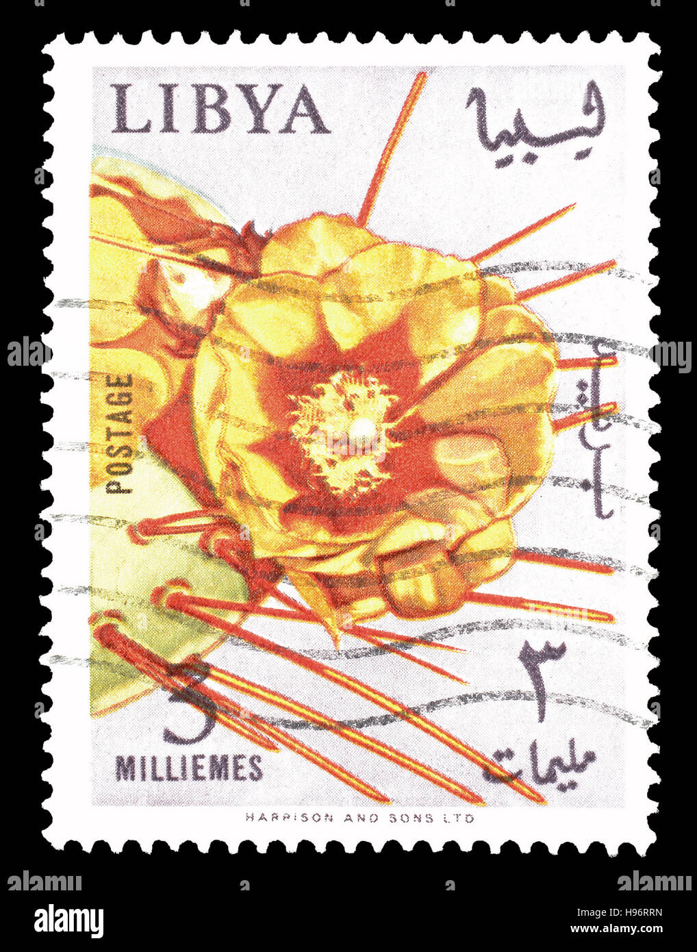 Cancelled postage stamp printed by Libya, that shows Spineless cactus. Stock Photo