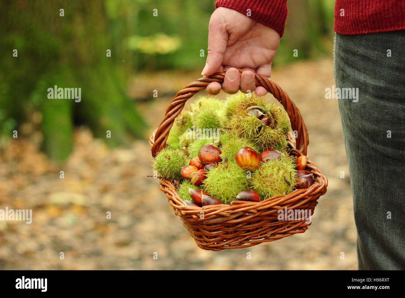 Freshly foraged sweet chestnuts (castanea sativa) carried in a basket through ancient English woodland on a fine autumn day, Sheffield, Yorkshire UK Stock Photo