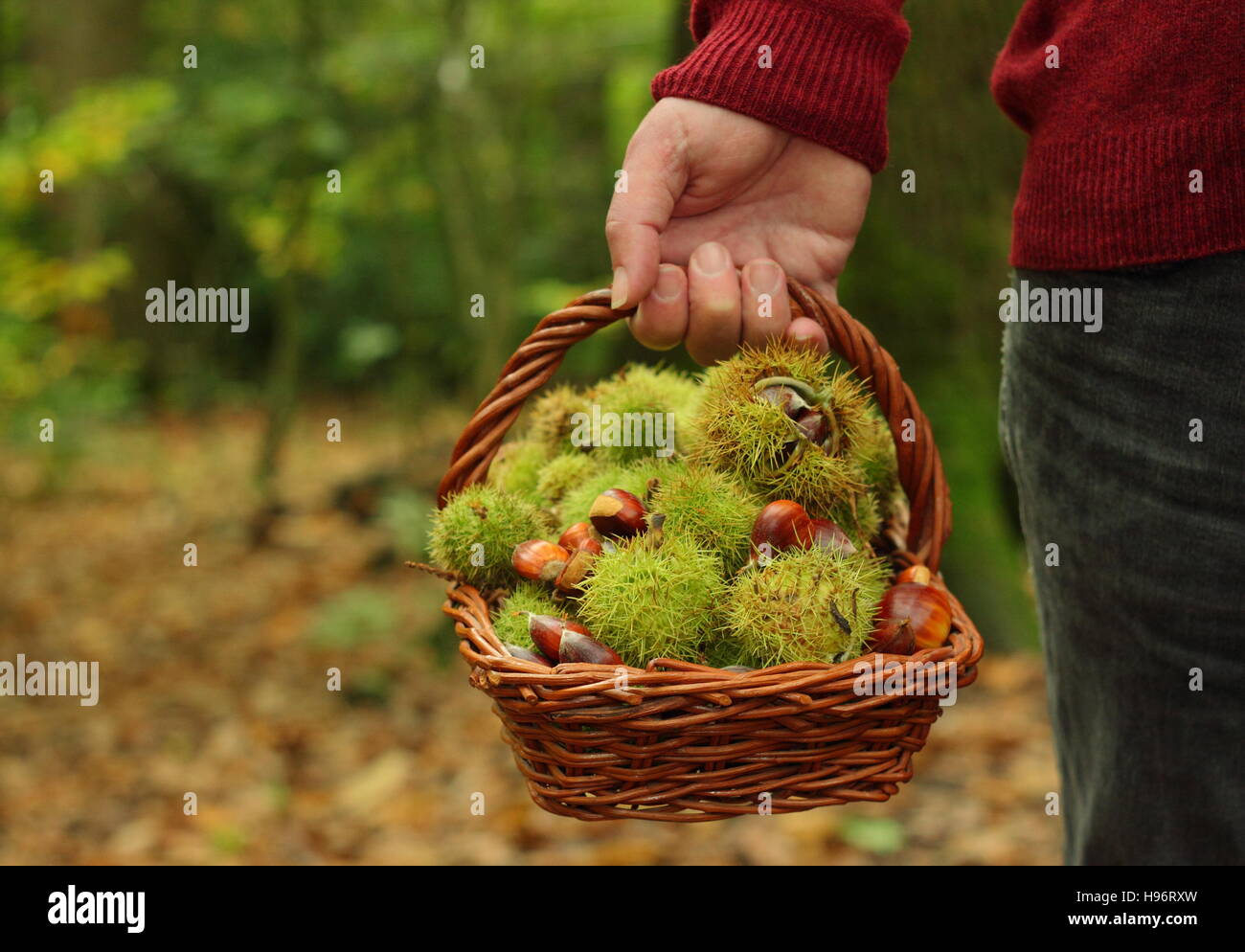 Freshly gathered sweet chestnuts (castanea sativa) carried in basket through Ecclesall Woods Sheffield, Yorkshire on a fine English autumn day. MR Stock Photo