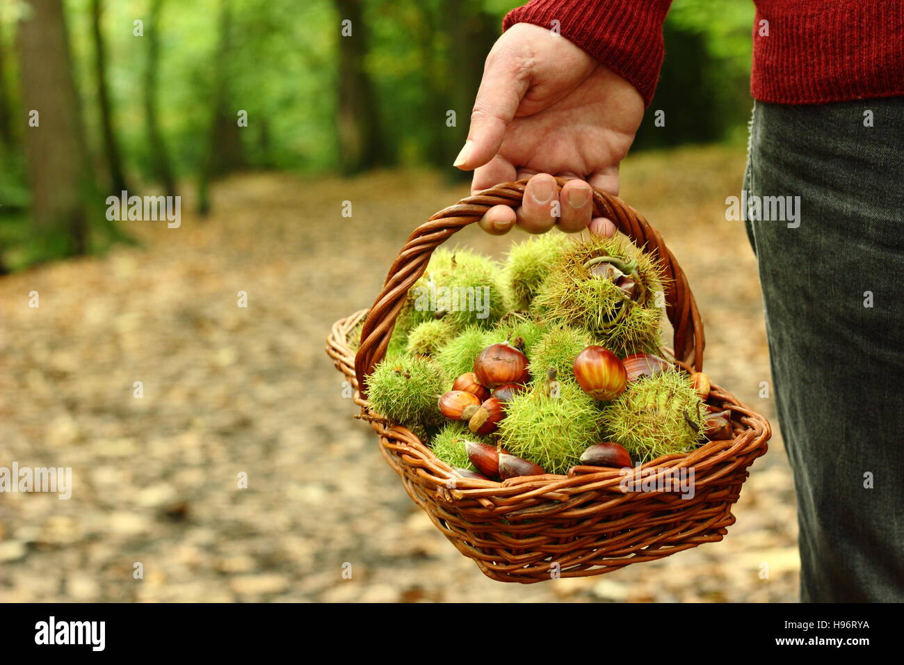Freshly foraged sweet chestnuts (castanea sativa) are carried in a trug through ancient English woodland on a fine autumn day, Sheffield, Yorkshire UK Stock Photo
