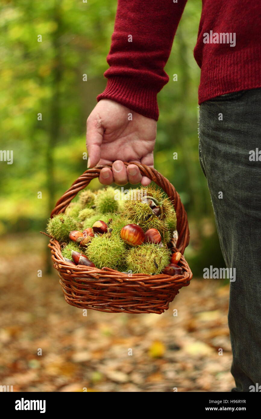 Freshly foraged sweet chestnuts (castanea sativa) carried  in a basket by male in English woodland on a fine autumn day, Sheffield,Yorkshire UK Stock Photo