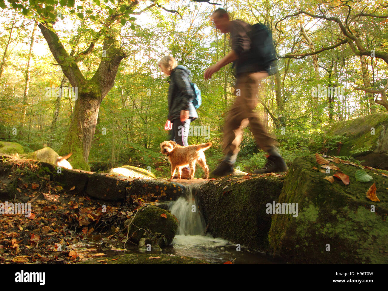 Dog walkers on a footpath through Froggatt Wood, Derbyshire on a fine