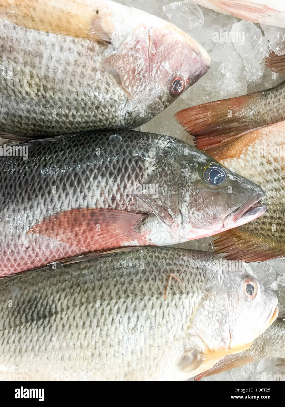 Acqua Pazza Of The Golden Eye Snapper Stock Photo, Picture and Royalty Free  Image. Image 136883063.
