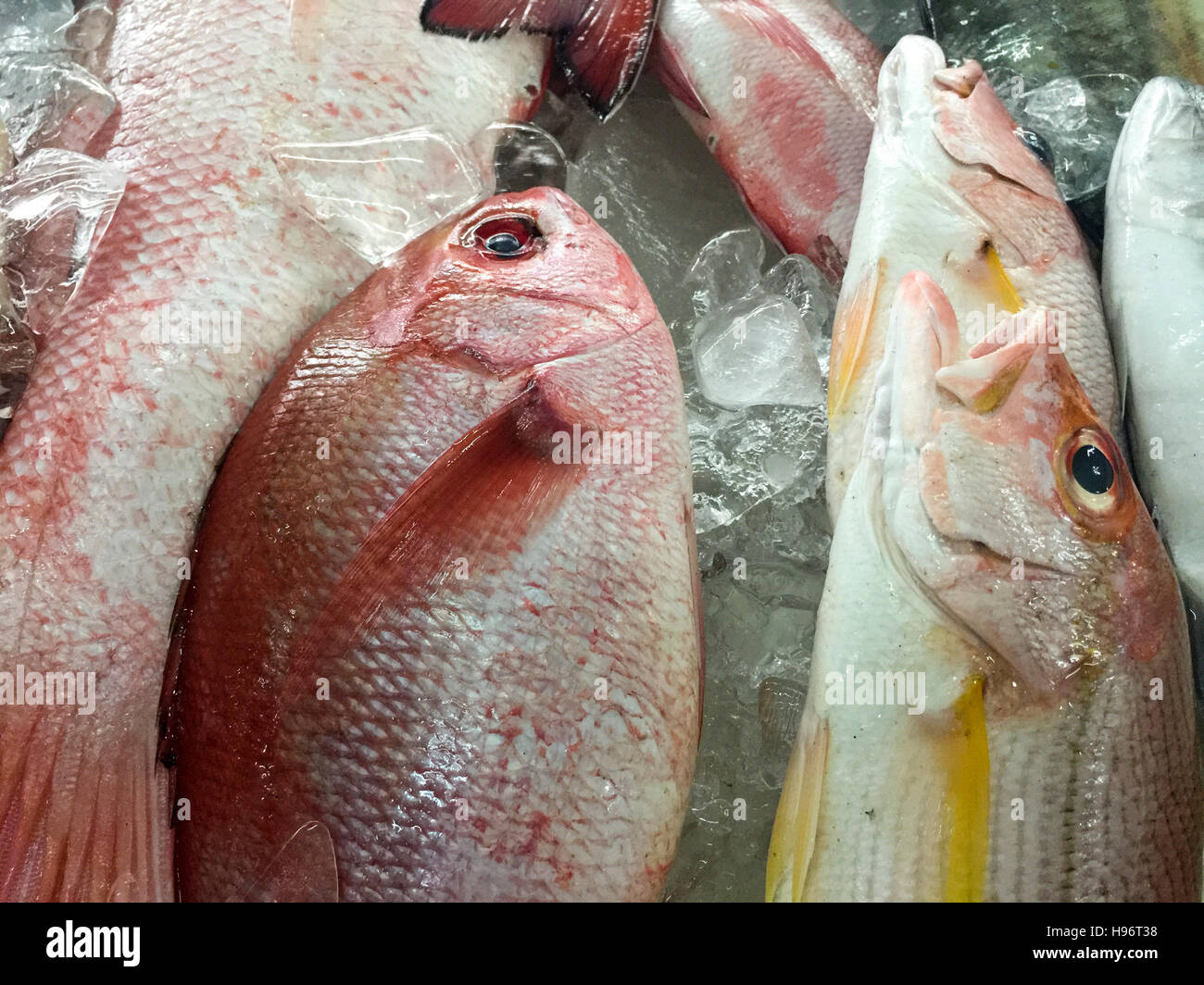 Golden eye snapper/red snapper/Kinmedai on ice, Beryx splendens, Tsukiji  Fish Market, Tokyo, Japan. - SuperStock