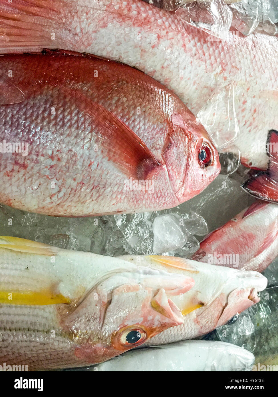 Golden Eye Snapper and Stripe Jack Sushi Stock Image - Image of life, rice:  160073867