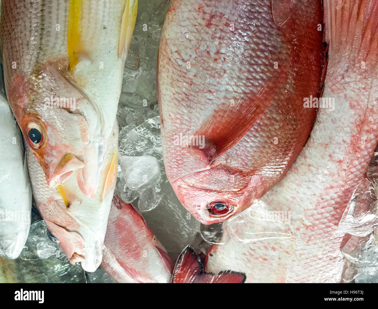 Golden snapper hi-res stock photography and images - Alamy