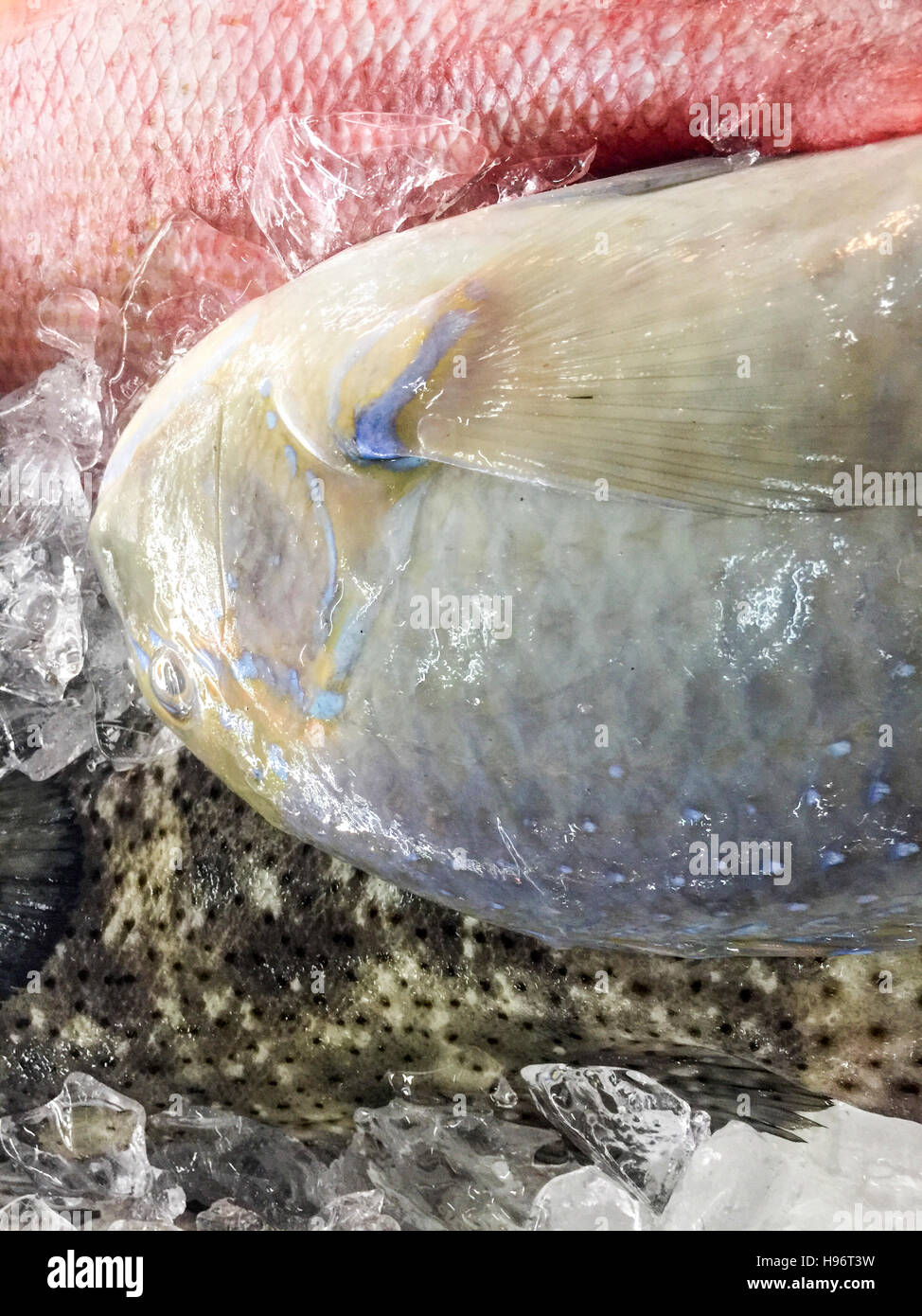Close up of fresh fish Scarus rubroviolaceus or local called Bayan or Ketarap on display at fish market. Stock Photo