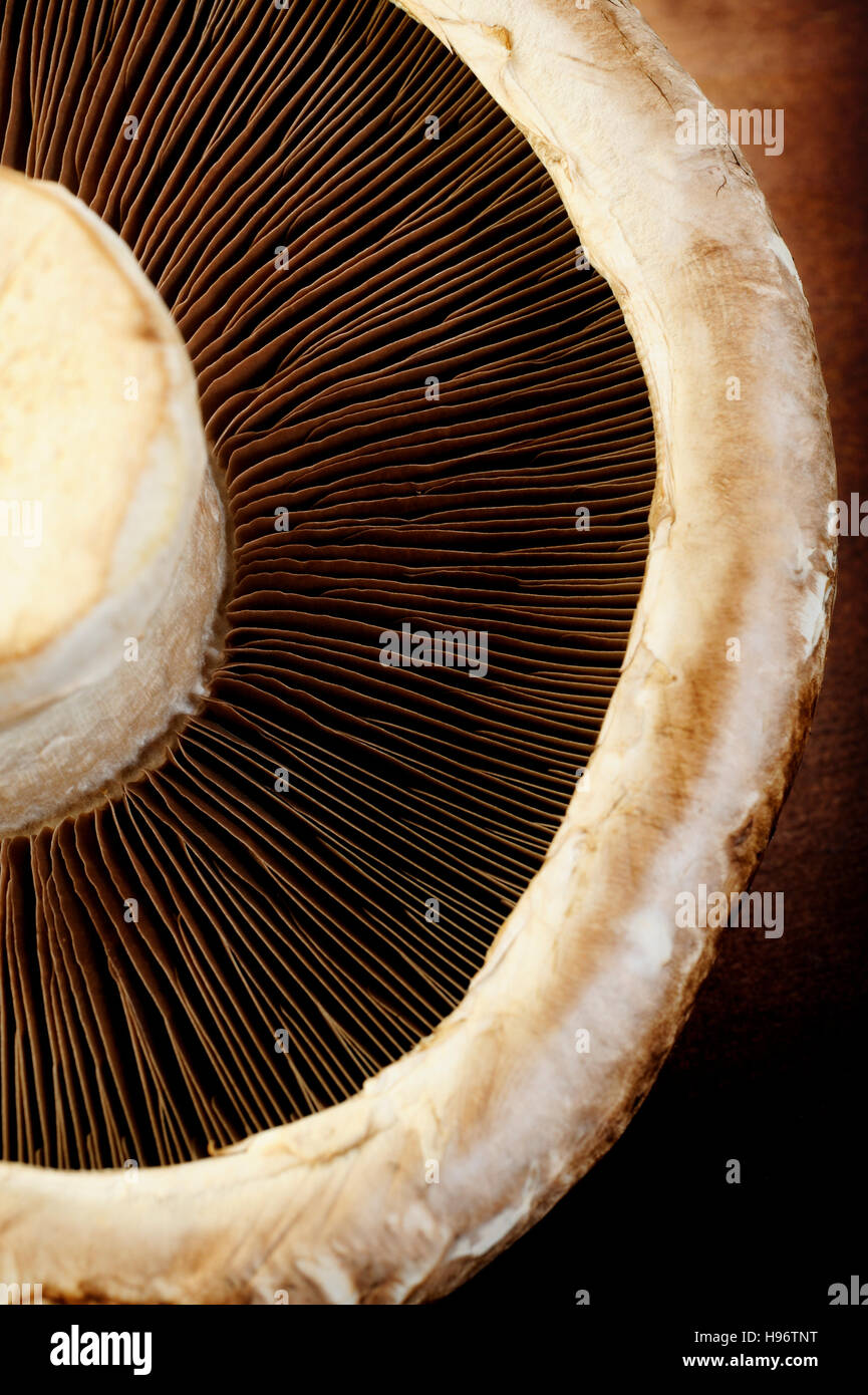 portobello mushroom Stock Photo