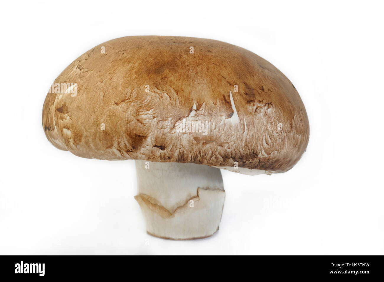 portobello mushroom on white background Stock Photo Alamy