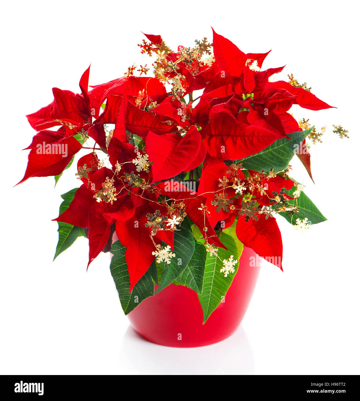 Red flower poinsettia with golden christmas decoration on white background Stock Photo